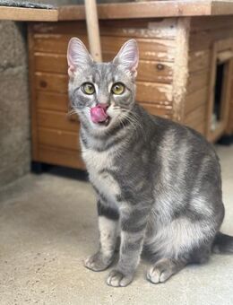 Kleine zierliche Ivy - Beckingen