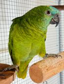 blaustirnamazone Papagei 0,1 weiblich in 76297