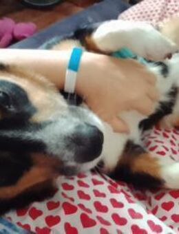 Kuschelkönig Merlin sucht Zuhause - Schlitz