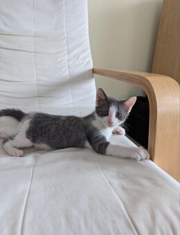 Katzenbabys zu verkaufen - Neuenstadt (Kocher)