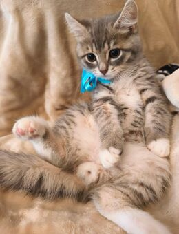 Babykatze suchen neue Zuhause (Mai Katzen) - Lüneburg