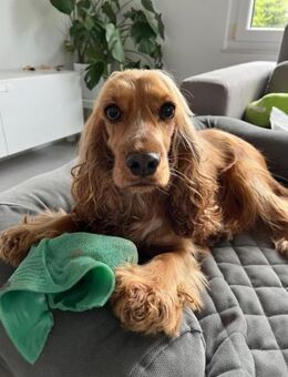 ‼️OTTO benötigt Sicherheit ‼️🆘‼️🆘 - München