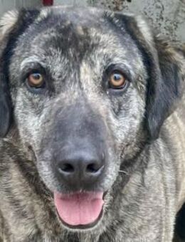 Halona - liebe Cane Corso-Mischlingsdame - Hamburg