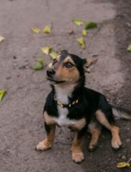 257463 - kesser Blick und große Neugier - Overath