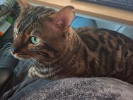 Liebevoller Kater - Mönchengladbach
