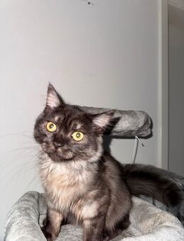 Sphynx + BKH abzugeben 5 mom Weibchen - Hanau (Brüder-Grimm-Stadt)