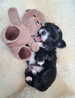 4 kleine Kuschelbärchen chihuahua mix welpen (pomchi) - Mörfelden-Walldorf