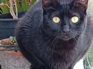 Aylin aus dem Tierschutz - Grevenbroich