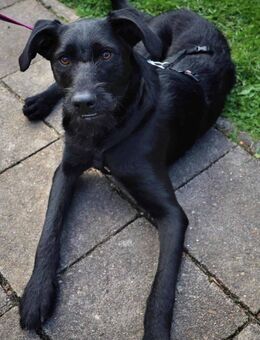 Paulchen ist ein Lebensretter 🐾 - Elsdorf (Nordrhein-Westfalen)