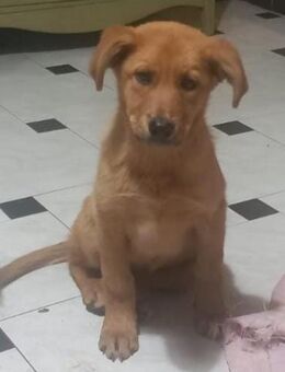 FERDY - kluger Abenteurer 💕 - Bad Karlshafen