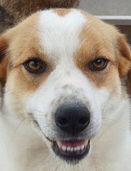 BRAJA-hübsche Hündin, 54 cm - Rösrath