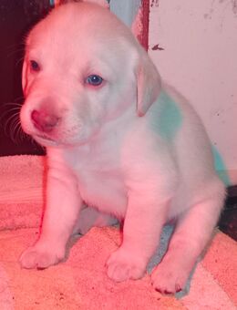 Labrador Welpen Hunde schwarz gelb Hündin Rüde Hund Appenzeller - Bad Wurzach