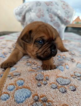 Zucker süße Welpen Shar Pei-OEB Mix - Arnstein (Sachsen-Anhalt)