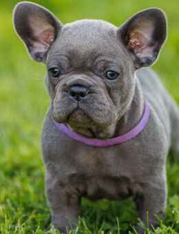 Französische Bulldogge Welpe Mädchen Blue Silver Farbe mit Ahnentafeln - Eystrup