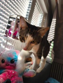 Katzen suchen ein zuhause - Liebenau (Niedersachsen)