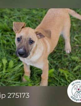 Chip 275173: Hundekind sucht ein Zuhause - Kirchzell