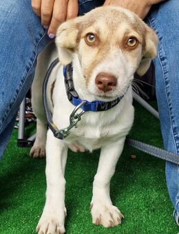 Katy - freundlich und verspielt - Westerholt