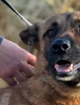 Maurice ist unser Charmeur 🐾 - Elsdorf (Nordrhein-Westfalen)