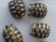 Aus meiner kleinen, privaten Hobbyzucht suchen noch 4 Stück Testudo hermanni boettgeri (griechische Landschildkröten) ein neues Zuhause - Halver