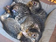 5 babykatzen suchen ein neues zuhause - Osnabrück