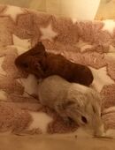 Meerschweinchenbabys suchen Traumplatz! in 82538