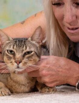 Rocky, ein lieber Stubentiger - Brunstorf