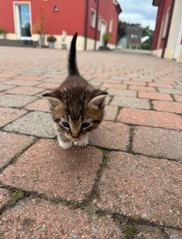 Babykatze bräunlich - Nordkirchen