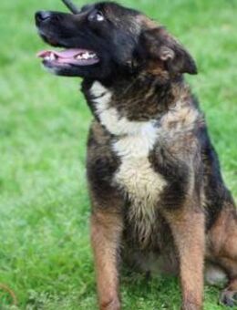 Polina - sehr kinderlieb u. verspielt - Lohra