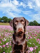 Junger Labradorrüde sucht liebevolles zu Hause in 41515