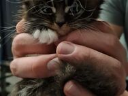 🐾 Wunderschöne Maine Coon x BKH Kitten abzugeben – ab 14. Mai bereit für ein liebevolles Zuhause! 🐾 - Mainz