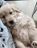 2 Golden Welpen in 41199