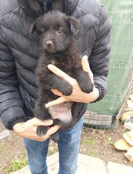 Elly sucht ihre Lieblingsmenschen - Celle