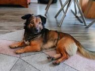 Percy - eine kleine Sonne auf 4 Pfoten - Berlin