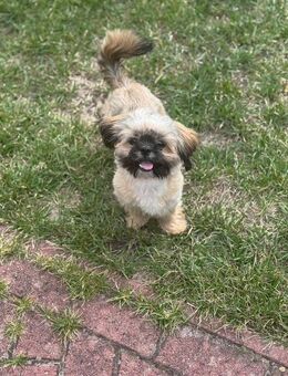 Shih tzu Junghündin - Calbe (Saale)