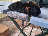 Lunkarya Meerschweinchen böcke - Zeulenroda-Triebes