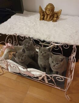 BKH Kitten - Nördlingen