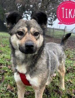 Tika - absolut wundervoll - Flörsheim-Dalsheim