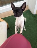 Chihuahua in 03222