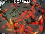 Goldfische zu Verkaufen, 2€/Goldfisch - Wenden