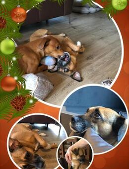 RAYA ❤️ ein Schatz, Kranenburg - Kissing