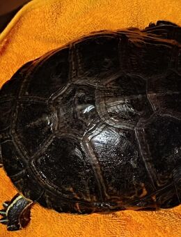 Weibl. Wasserschildkröte zum Verkauf - Waldkraiburg