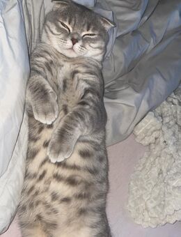 Kater sucht dringend Zuhause - Goslar Altstadt