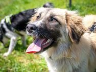 Kuschelfan Timea sucht ES/PS - Berlin