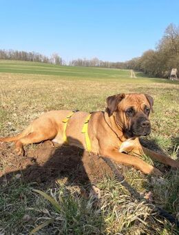 Molly wünscht sich ein Zuhause - Siggelkow