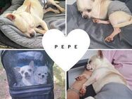 PEPE PP Zauberhafter Junge sucht Liebe - Neustadt (Rübenberge)
