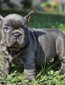Französische Bulldog Welpen in 46399