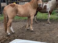 Notverkauf, stütchen, reitbarer Beisteller 8 Jahre, 1,34 - Zossen