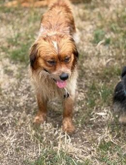 Ich heiße Lajos ... - Frankfurt (Main)