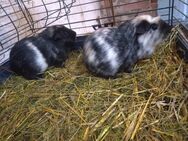 Abgabe aller Meerschweinchen - Brand-Erbisdorf