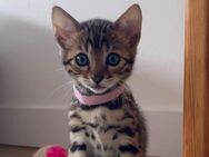 Zwei wunderschöne Bengal Kitten Mädchen suchen noch ein Zuhause ab Juli - Neuss